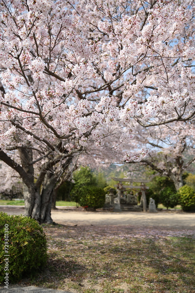 撮って出しの桜