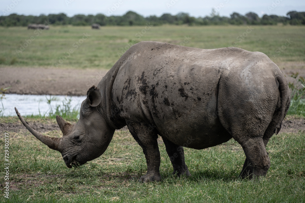 giant black rhinoceroses in their natural environment in a national park in Kenya giant black rhinoceroses in their natural environment in a national park in Kenya