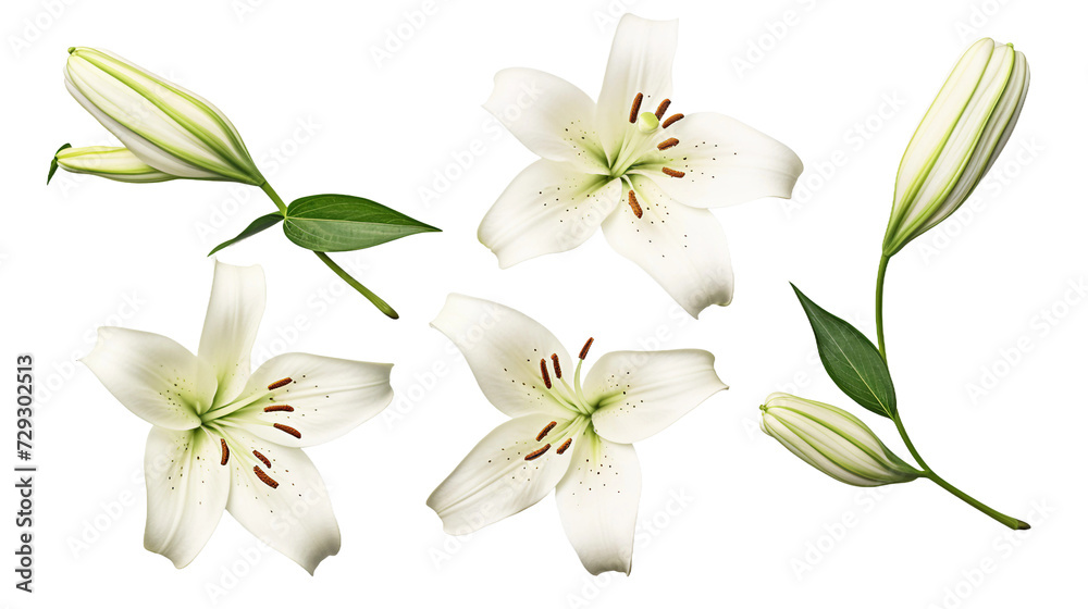Lily Collection: Blooms, Buds, and Leaves in Vibrant Detail, Perfect for Floral Perfume and Garden Design Elements, Isolated on Transparent Background, Top View