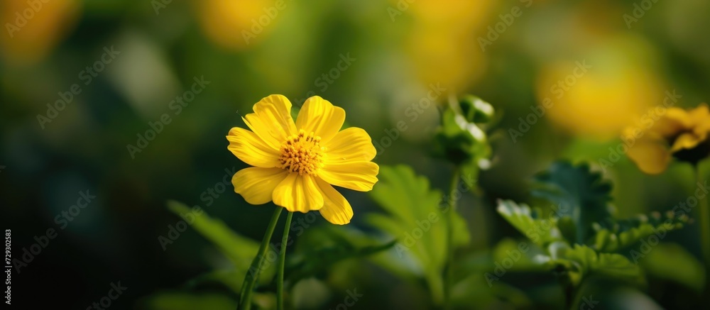 Gorgeous small yellow flower in natural garden with stunning images. Gorgeous small yellow flower in natural garden with stunning images.