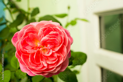Midsection of woman holding rose outdoors.Flower power, signs of peace, stop violence, peaceful protest symbol. One red rose in female hand on white background