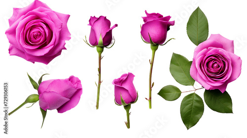 Magenta Roses Set: Beautiful Floral Arrangement with Transparent Background, Perfect for Perfume and Essential Oil Brands - Top View 3D Digital Art for Botanical Designs © Spear