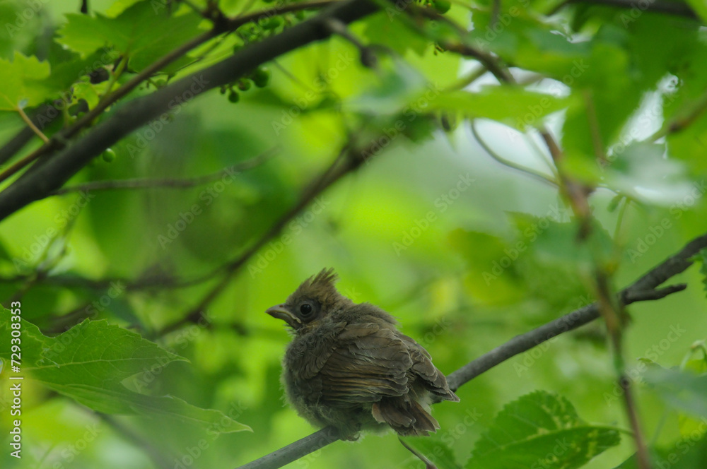 Northern Cardinal fledgling hiding in the bushes