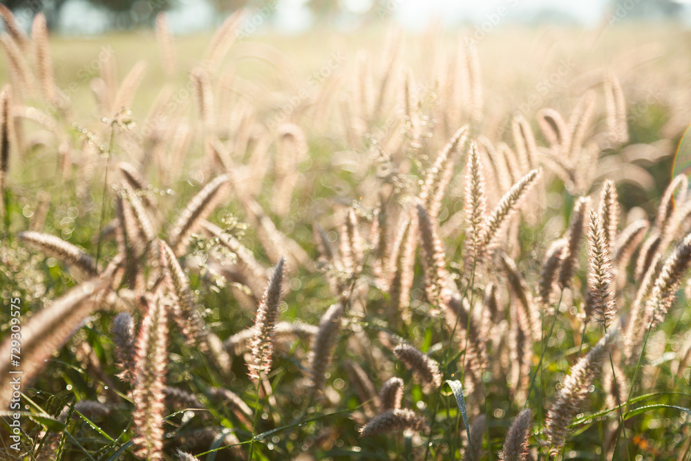 Backlit grassy seed heads in farm paddock growing after rain Backlit grassy seed heads in farm paddock growing after rain