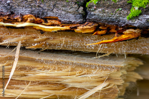texture of a broken tree without part of the bark where you can see the structure of the trunk and wood fibers close-up