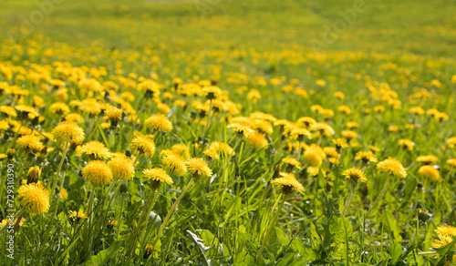 Nature Spring meadow with dandelion flowers