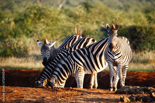 Zebras in the wild.
