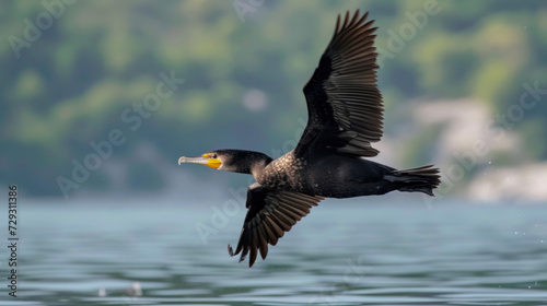 Great cormorant in flight, Phalacrocorax carbo, birds of Montenegro.