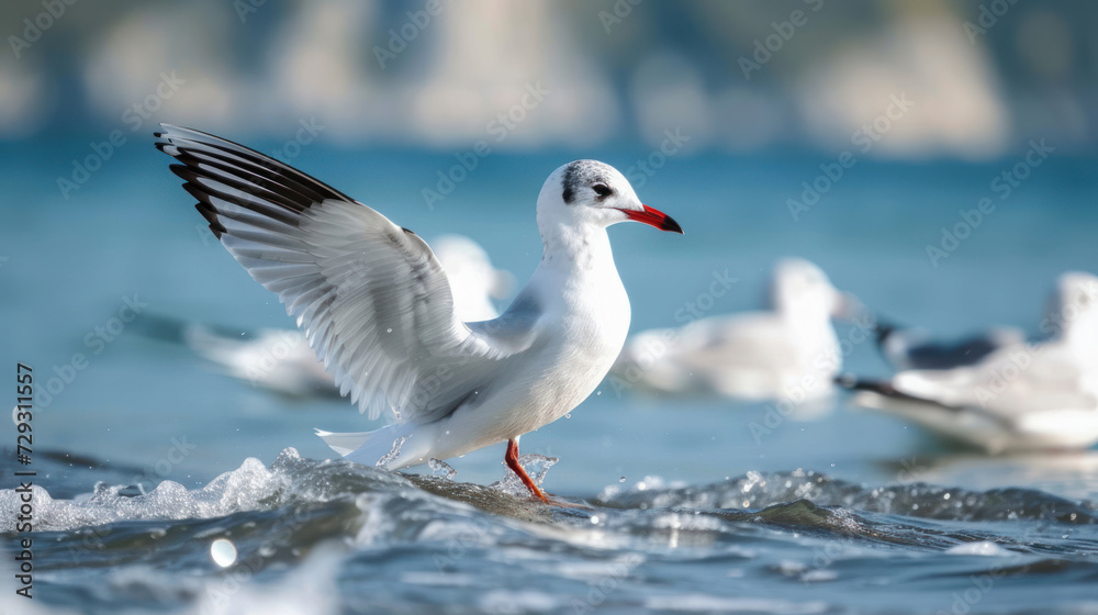 Common Black-headed Gull in sea, Larus ridibundus, birds of Montenegro Common Black-headed Gull in sea, Larus ridibundus, birds of Montenegro