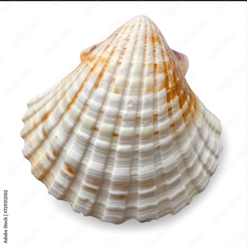 Sea shell isolated on white background, top view, clipping path.