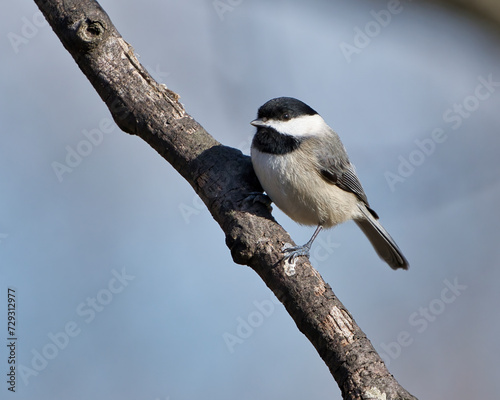 Tiny Carolina Chickadee sitting on a branch, gazing into the distance