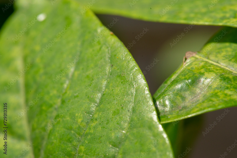 he dense foliage makes the mystery in the wild forests.
The green leaves have dew drops on their stems, the sunlight sparkles behind the leaves he dense foliage makes the mystery in the wild forests.
The green leaves have dew drops on their stems, the sunlight sparkles behind the leaves