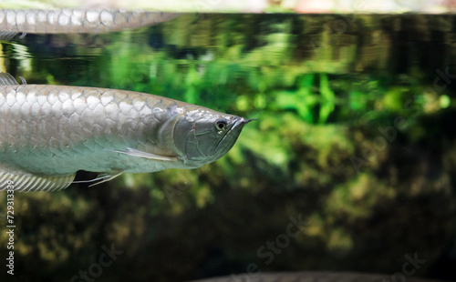 Fototapeta Naklejka Na Ścianę i Meble -  aquarium fish