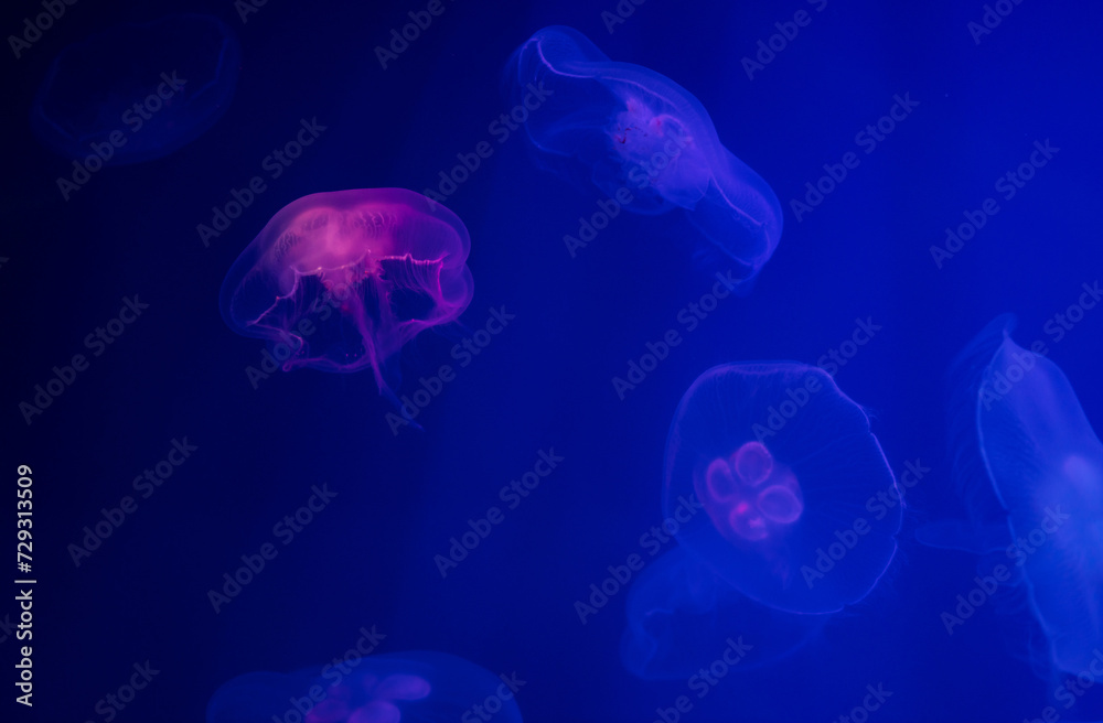 Many jellyfishes illuminated with blue light