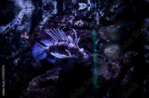  lionfish in large aquarium © jozzeppe777