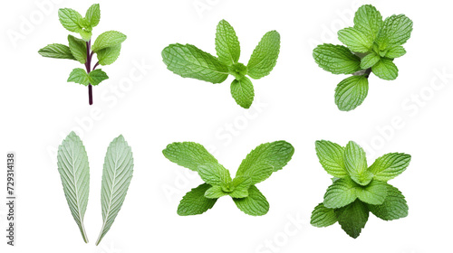 Mint and Plant Collection: Vibrant Floral Design Elements for Garden Creations, Top View PNG Digital Art with Aromatherapy Perfume and Essential Oil Essence, Isolated on Transparent Backgrou
