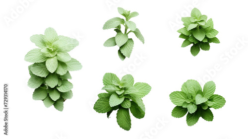 Mint and Plant Collection: Vibrant Floral Design Elements for Garden Creations, Top View PNG Digital Art with Aromatherapy Perfume and Essential Oil Essence, Isolated on Transparent Backgrou