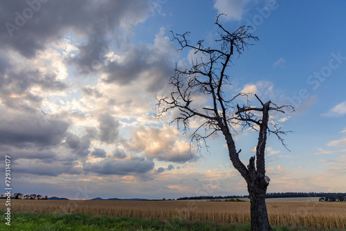 Wallpaper Mural alter Baum gegen Himmel mit Lichstimmung Abendhimmel Torontodigital.ca