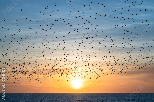 Starling murmuration against sunset sky near Brighton Palace Pier