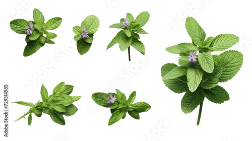 Mint and Plant Collection: Vibrant Floral Design Elements for Garden Creations, Top View PNG Digital Art with Aromatherapy Perfume and Essential Oil Essence, Isolated on Transparent Backgrou