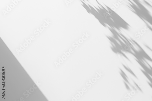 Plant Leaf Shadow Overlay on the Wall