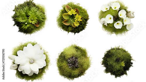 Moss Rose Collection: Botanical Beauty for Garden Designs & Perfume Creations in Transparent Isolation - Elegant Floral Elements in 3D Digital Art