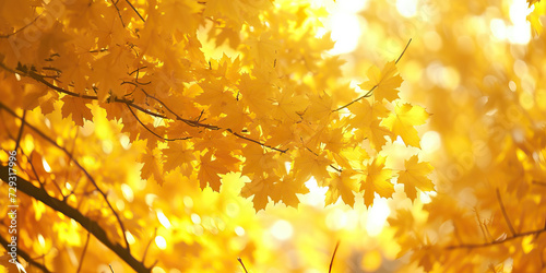 Yellow Autumn Foliage: Yellow Maple Leaves on Tree Branches, Perfect for a Fall Background