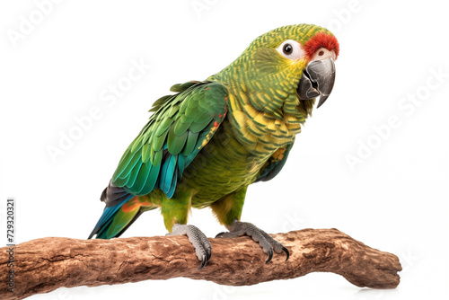 Colorful tropical parrot isolated in white background