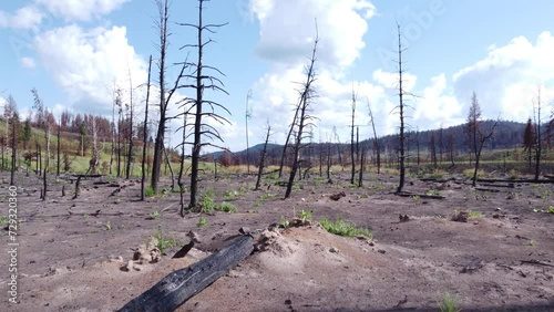 Remains of burnt dead trees after a long season of forest fires in British Columbia Canada, the trees once alive and green now lie barren and scorched. photo