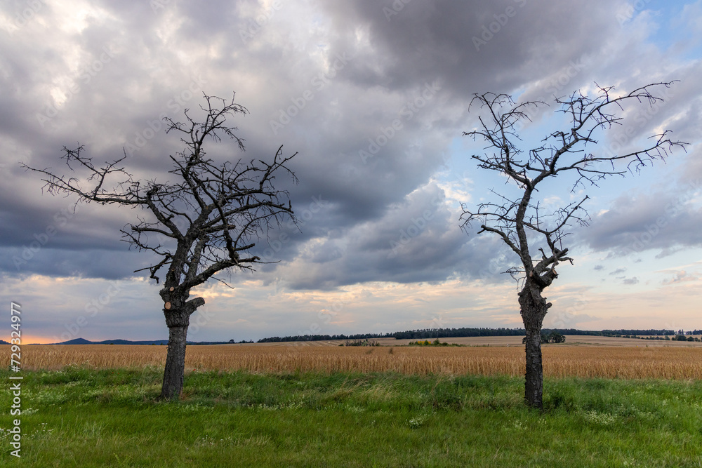 Obraz premium alter Baum gegen Himmel mit Lichstimmung Abendhimmel