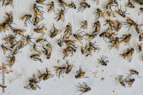 A lot of horsefly stick catcher sticky fly trap © Anucha