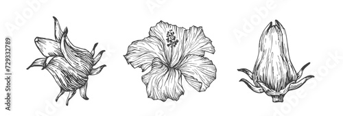 Hibiscus Sabdariffa Flowers Hand Drawn Doodle Vector Illustration. Floral Tropical Foliage Sketch Style Drawing Isolated photo