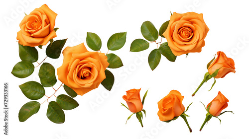 Orange Roses and Floral Elements for Garden Design and Perfume Creation  Isolated on Transparent Background - Top View Floral Art in PNG Digital 3D