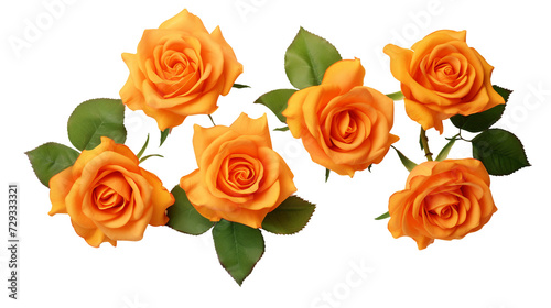 Orange Roses and Floral Elements for Garden Design and Perfume Creation  Isolated on Transparent Background - Top View Floral Art in PNG Digital 3D