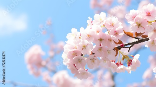 Spring background. Beautiful pink cherry blossoms. Japanese blossom Sakura in park outdoors 
