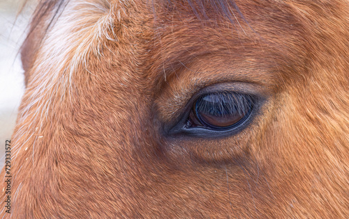 Brown horse closeup of its eye standing in a meadow on Wolfe Island  Canada