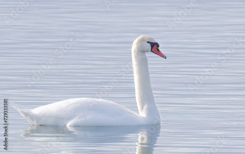 Fototapeta Naklejka Na Ścianę i Meble -  A lone Mute swan swimming on the calm waters of Lake Ontario, Canada on a cold winter morning