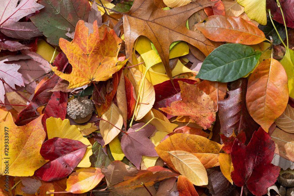Pile of Colorful Leaves from a Top Down Perspective Pile of Colorful Leaves from a Top Down Perspective