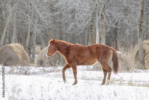 Brown horse walking in a meadow on Wolfe Island, Ontario, Canada