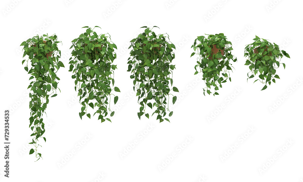 lvy hanging plant element png lvy hanging plant element png