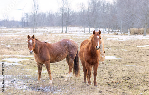 Two brown horses standing in a meadow on Wolfe Island, Ontario, Canada