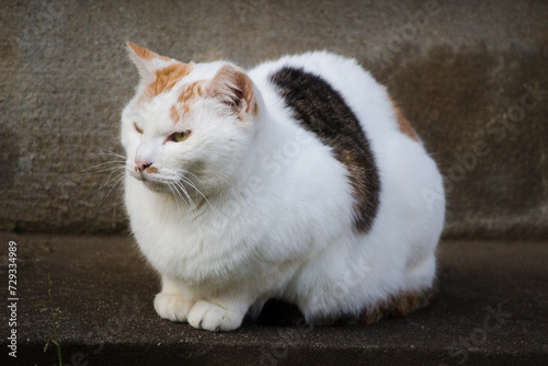 野良猫