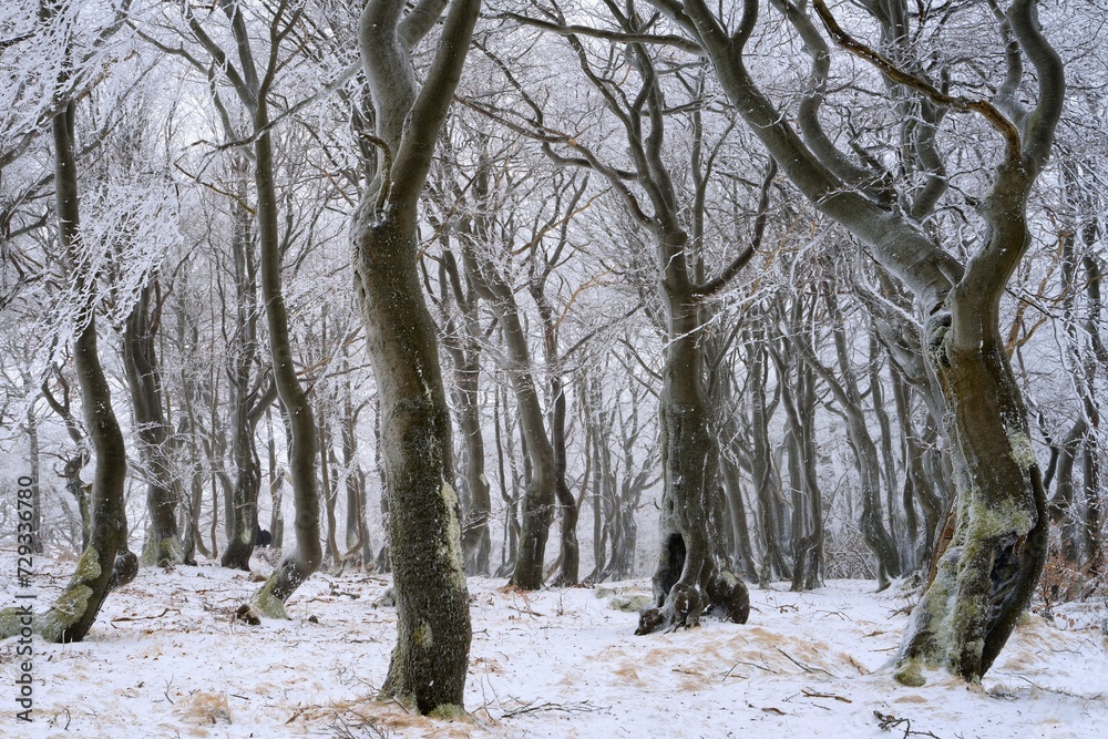 Twisted snowy beeches. Beach wood in winter. Bouřňák, Ore Mountains, Czech Republic. Twisted snowy beeches. Beach wood in winter. Bouřňák, Ore Mountains, Czech Republic.