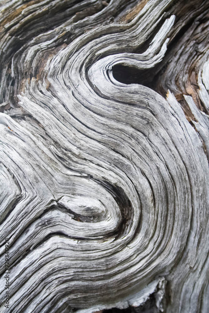 Detail einer Baumwurzel
