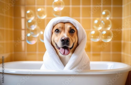 Happy labrador wrapped in towel sits in white bathtub with flying soap bubbles. Dog taking a bath, spa, pet grooming, dog products and accessories © LivaLife