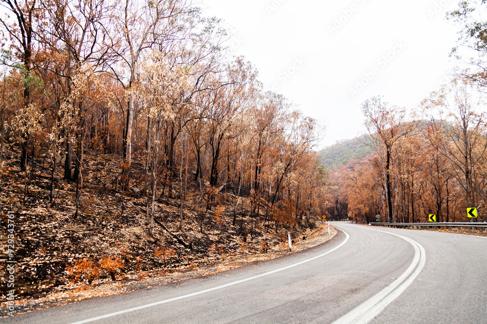 Curve in road with burnt killed trees on the roadside Curve in road with burnt killed trees on the roadside