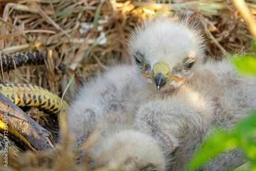 Long-legged buzzard (Buteo rufinus) nestlings are 5 days old, elder's eyes are open. White chicks in the first downy plumage, they don 't hold heads well, sleep a lot. Crimea, Kerch Peninsula. Series