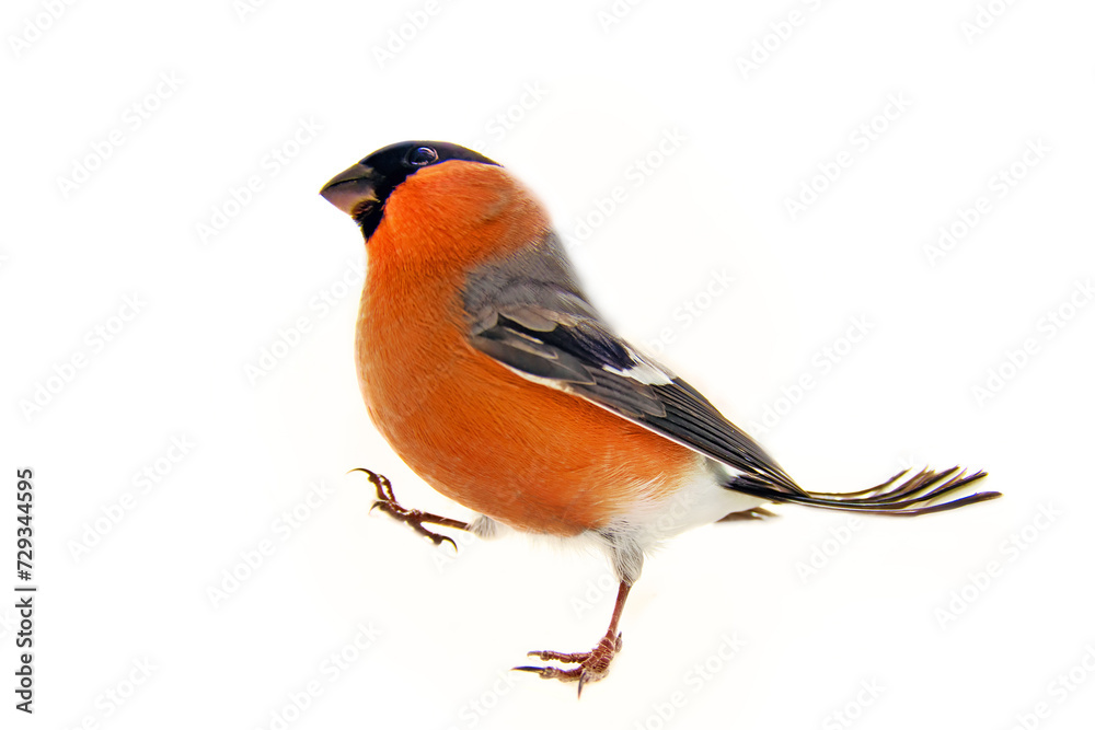 Eurasian bullfinch (Pyrrhula pyrrhula) male. Isolated on white background. Perky bird Eurasian bullfinch (Pyrrhula pyrrhula) male. Isolated on white background. Perky bird