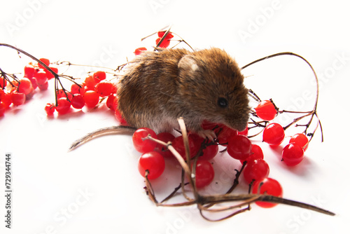 Boreal forests Gray-sided vole (Clethrionomys rufocanus) and ripe red European dogwood (Viburnum opulus) berries are the preferred food. Isolated on white photo