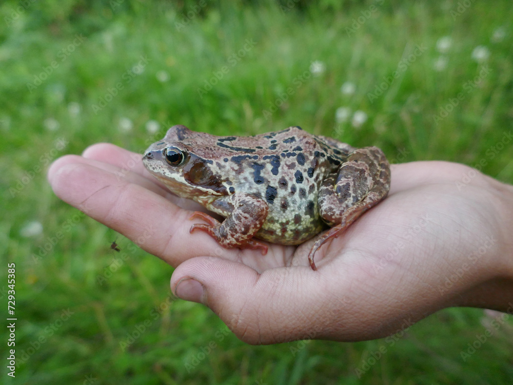 An old frog (Rana temporaria) on a boy's hand. Nature's trust should be valued An old frog (Rana temporaria) on a boy's hand. Nature's trust should be valued